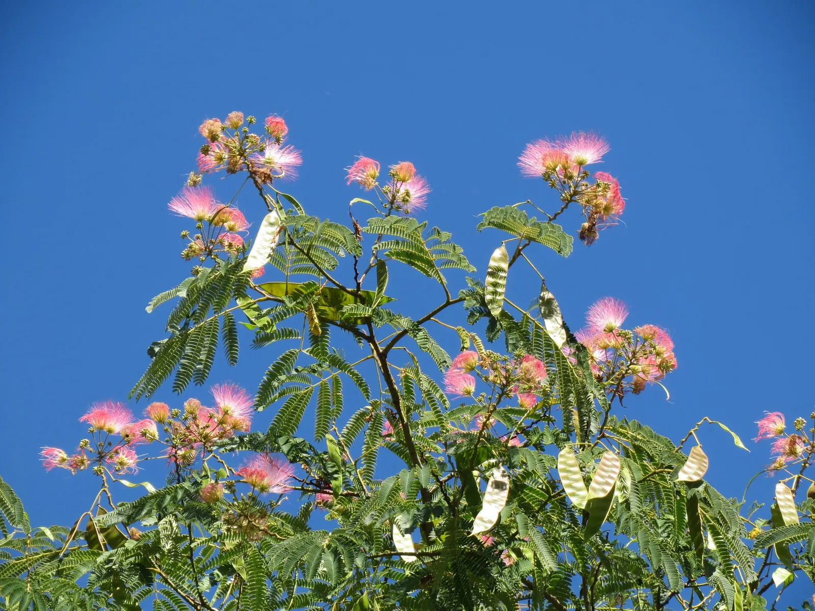 Silk Tree (Albizia Julibrissin) — It demands well-drained soil conditions but can adapt modestly to various soil types; tree with pink blooms, image 60