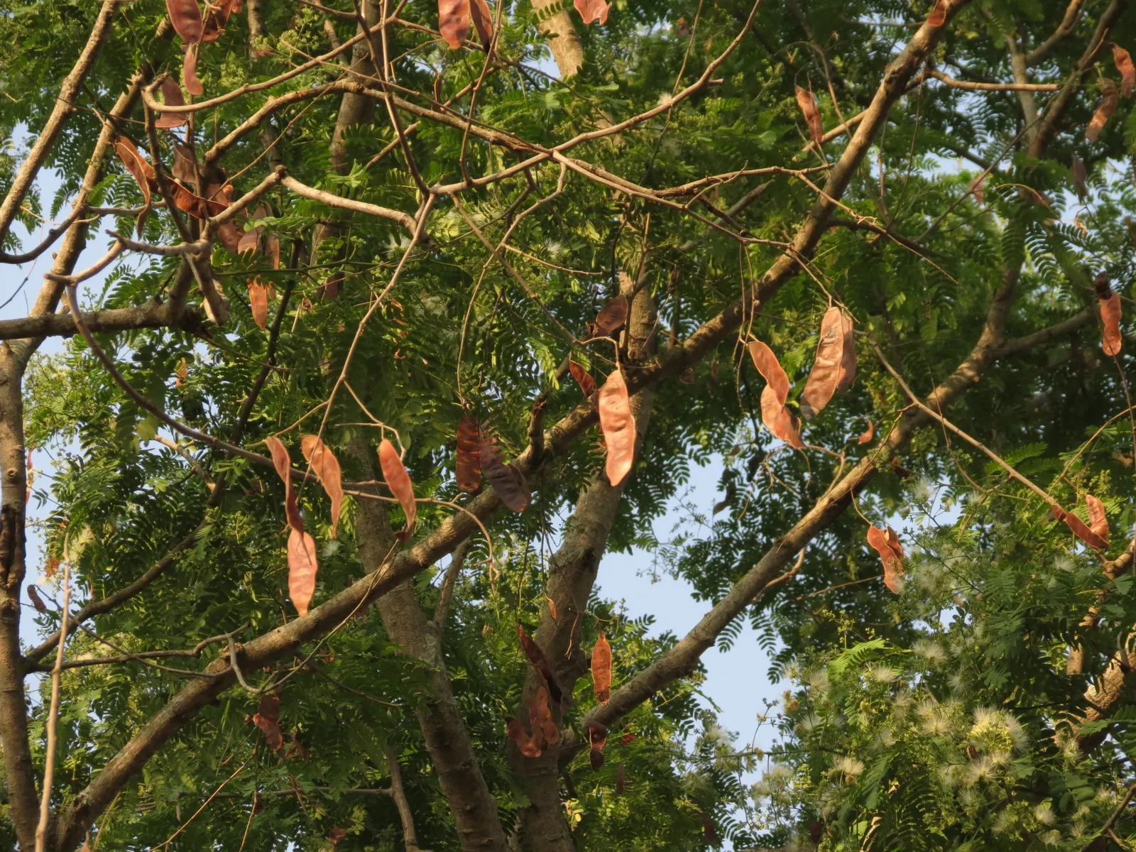 Silk Tree (Albizia Julibrissin) — which can spread as wide as 20 to 35 feet when mature; the tree typically reaches a moderate height of 15 to 25, image 162