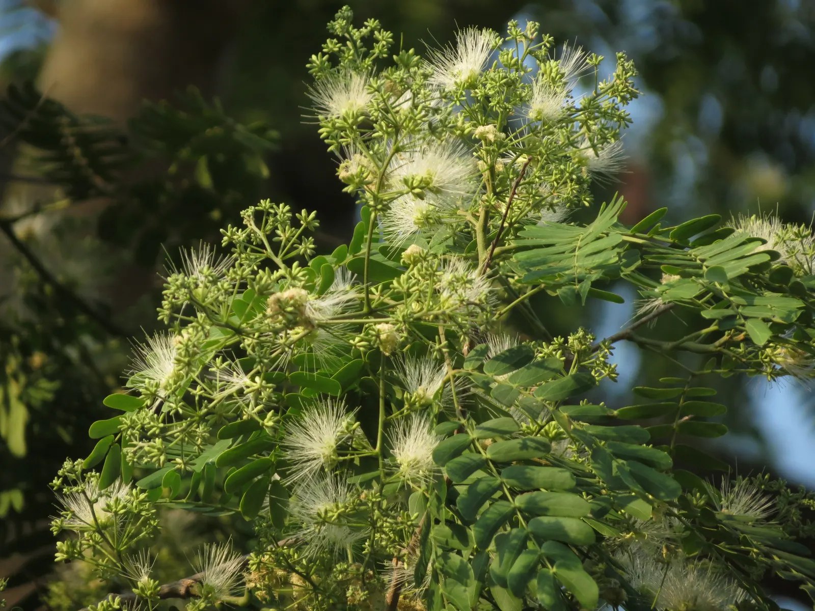 Silk Tree (Albizia Julibrissin) — this deciduous tree often graces landscapes with its broad; this deciduous tree grows swiftly to a height of, image 139
