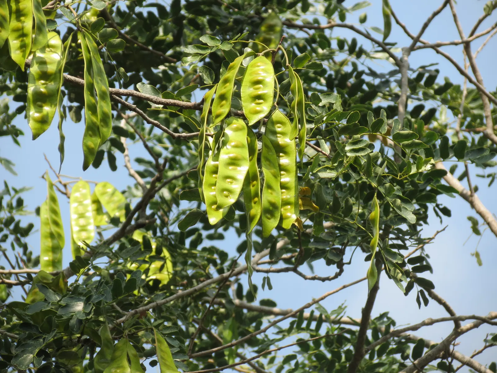Silk Tree (Albizia Julibrissin) — The tree typically reaches a moderate height of 15 to 25 feet; it demands well-drained soil conditions but can, image 141
