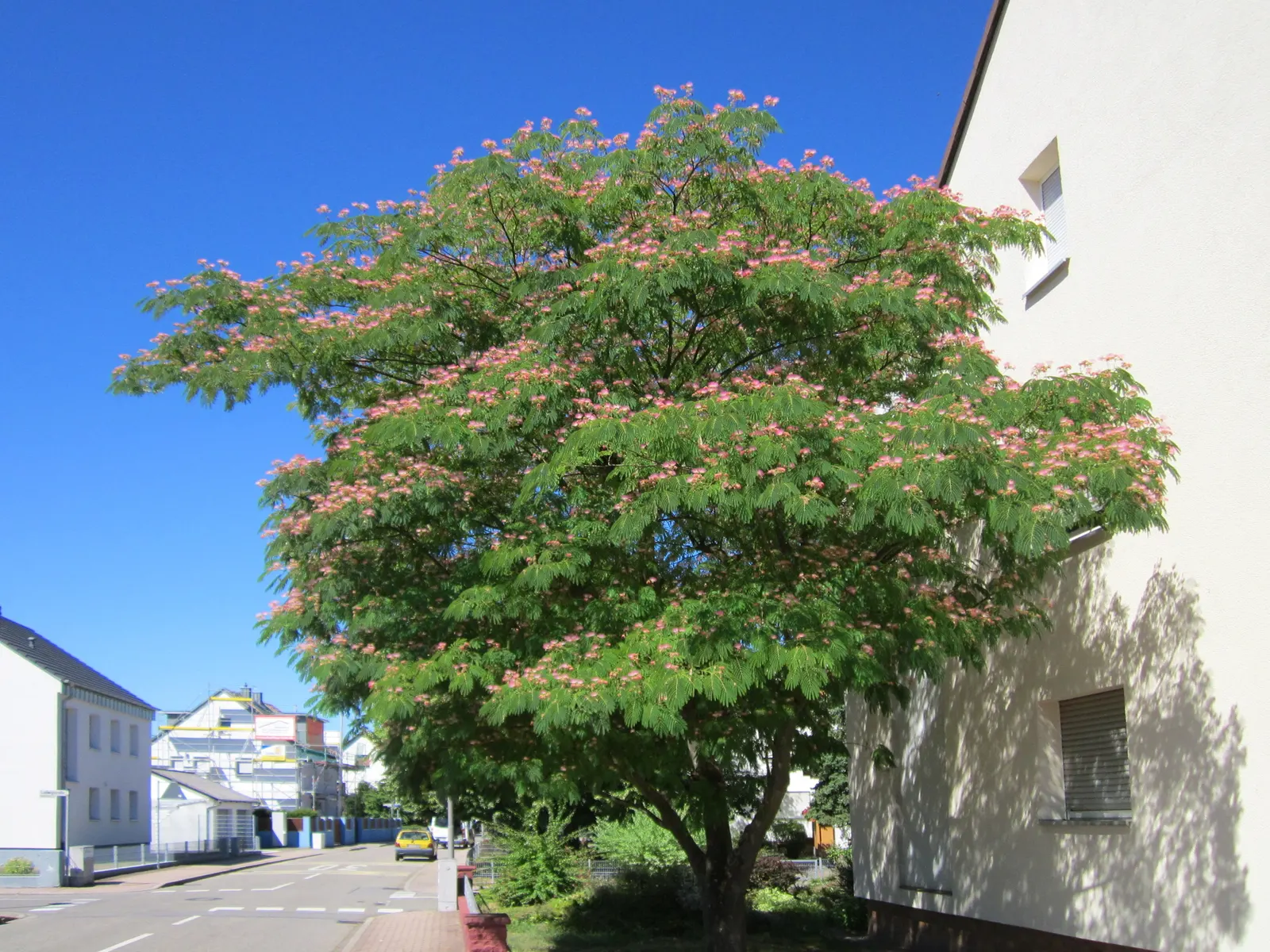 Silk Tree (Albizia Julibrissin) — making it an attractive and low-maintenance option for gardeners seeking immediate impact; an adaptation referred, image 62