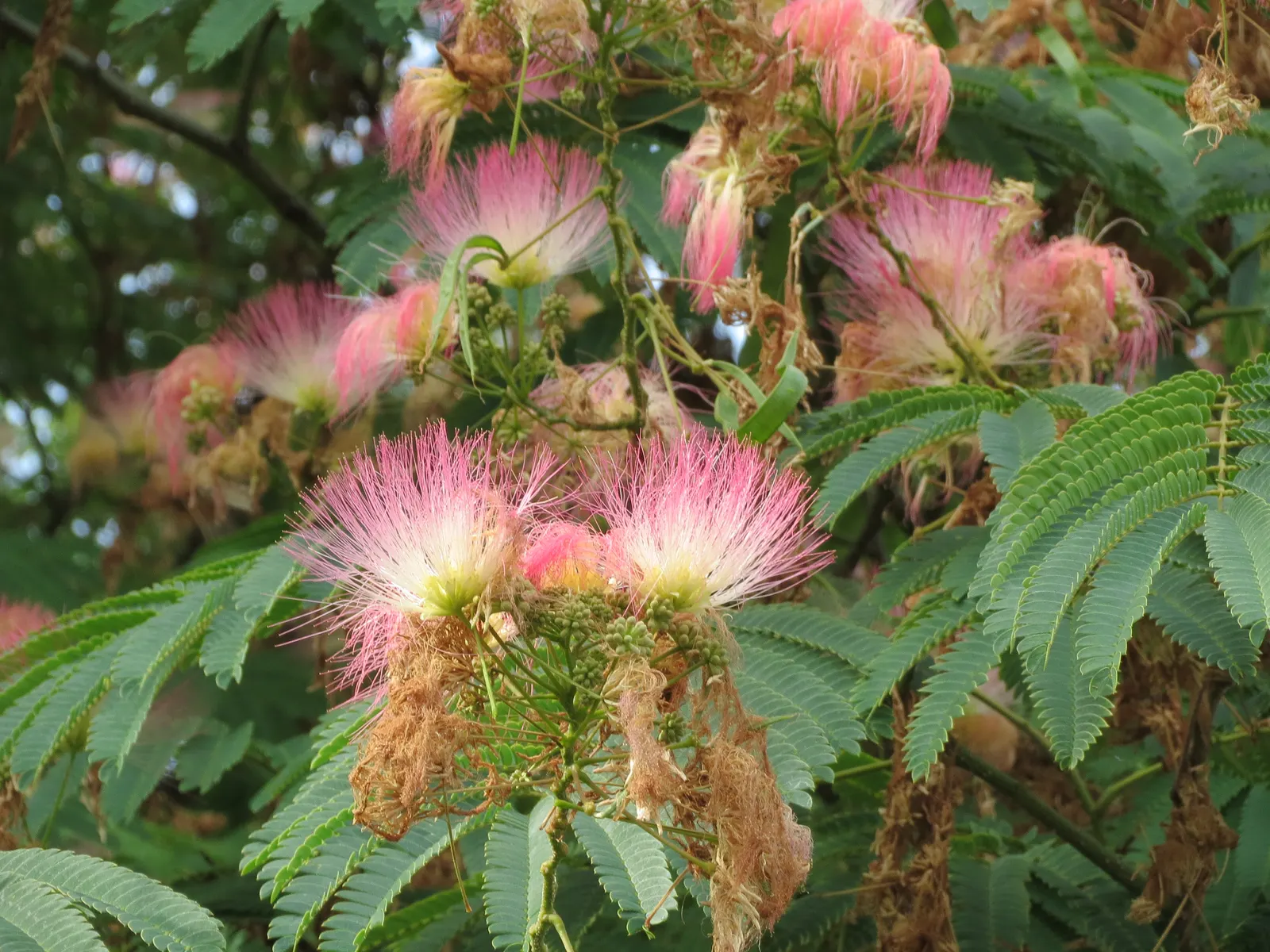 Silk Tree (Albizia Julibrissin) — tree with pink blooms; gracefully close during the nighttime or when it rains, image 175