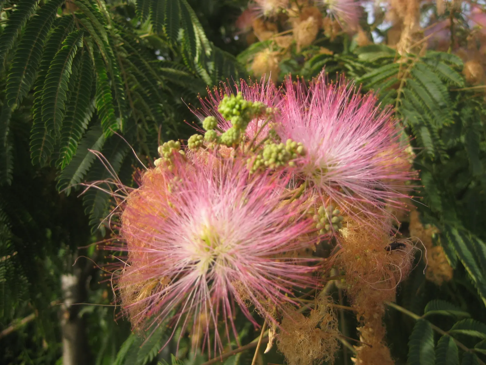 Silk Tree (Albizia Julibrissin) — tree for full or half; its exuberant blooms and serene canopy make it an alluring focal point in a diversity of, image 176