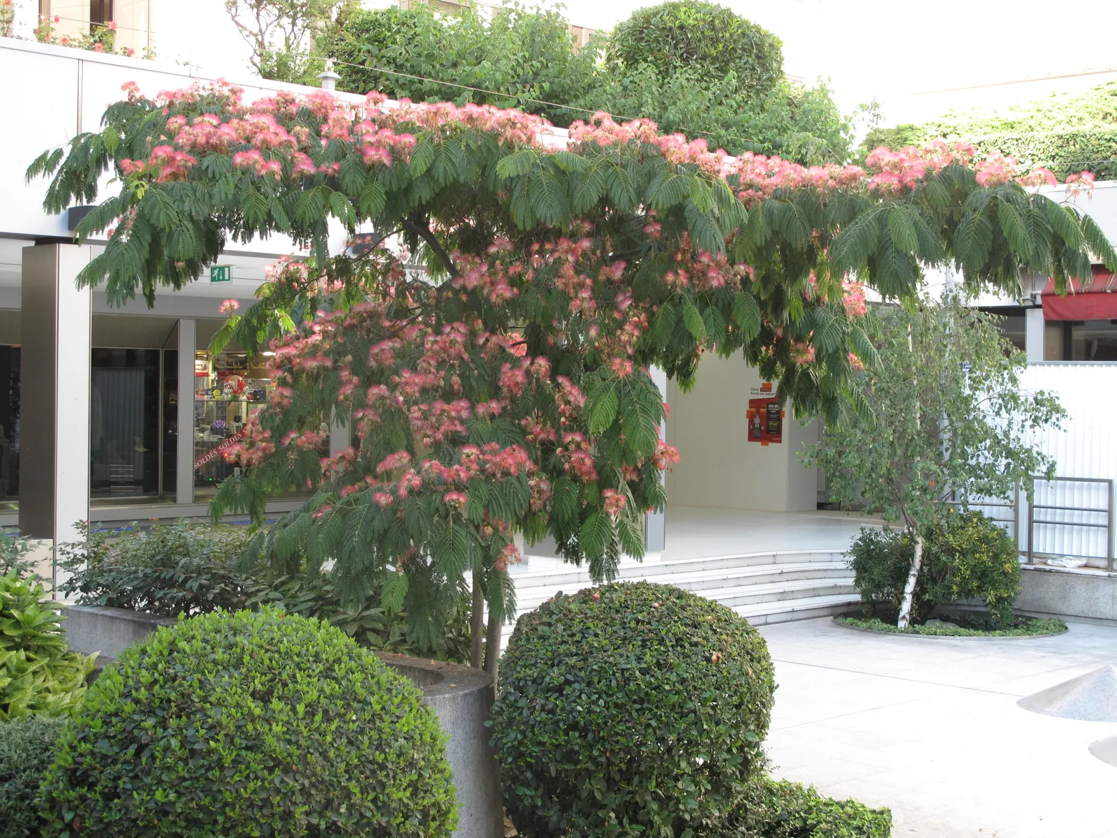 Silk Tree (Albizia Julibrissin) — pink flowers in the garden; is a captivating ornamental species known for its lush, image 152