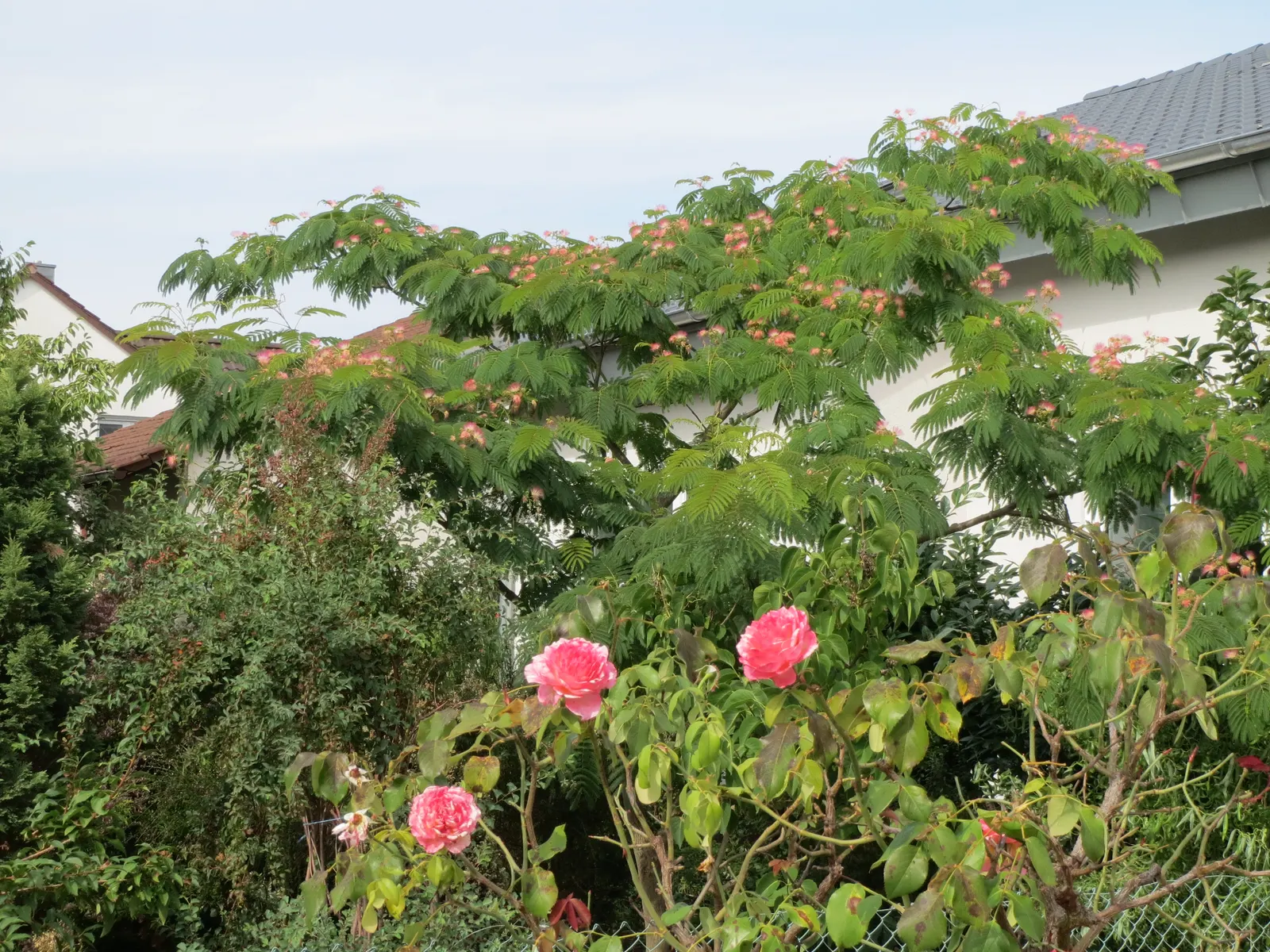 Silk Tree (Albizia Julibrissin) — Each pinnate flower cluster spans roughly 5 to 6 inches across; throughout the summer months, visitors will be, image 59