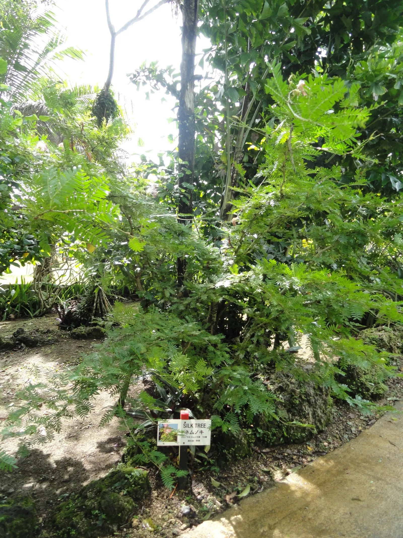 Silk Tree (Albizia Julibrissin) — Its quick growth and unique texture add a tropical flair to temperate landscapes; zones 6-9, it thrives in full, image 158