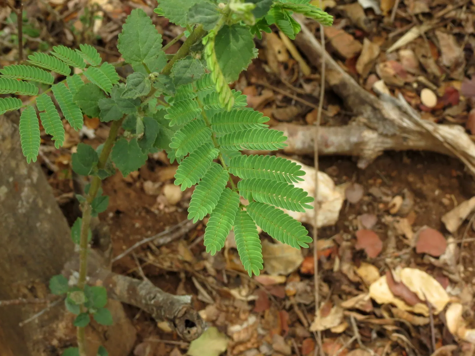 Silk Tree (Albizia Julibrissin) — an adaptation referred to as nyctinasty; tree for full or half, image 145