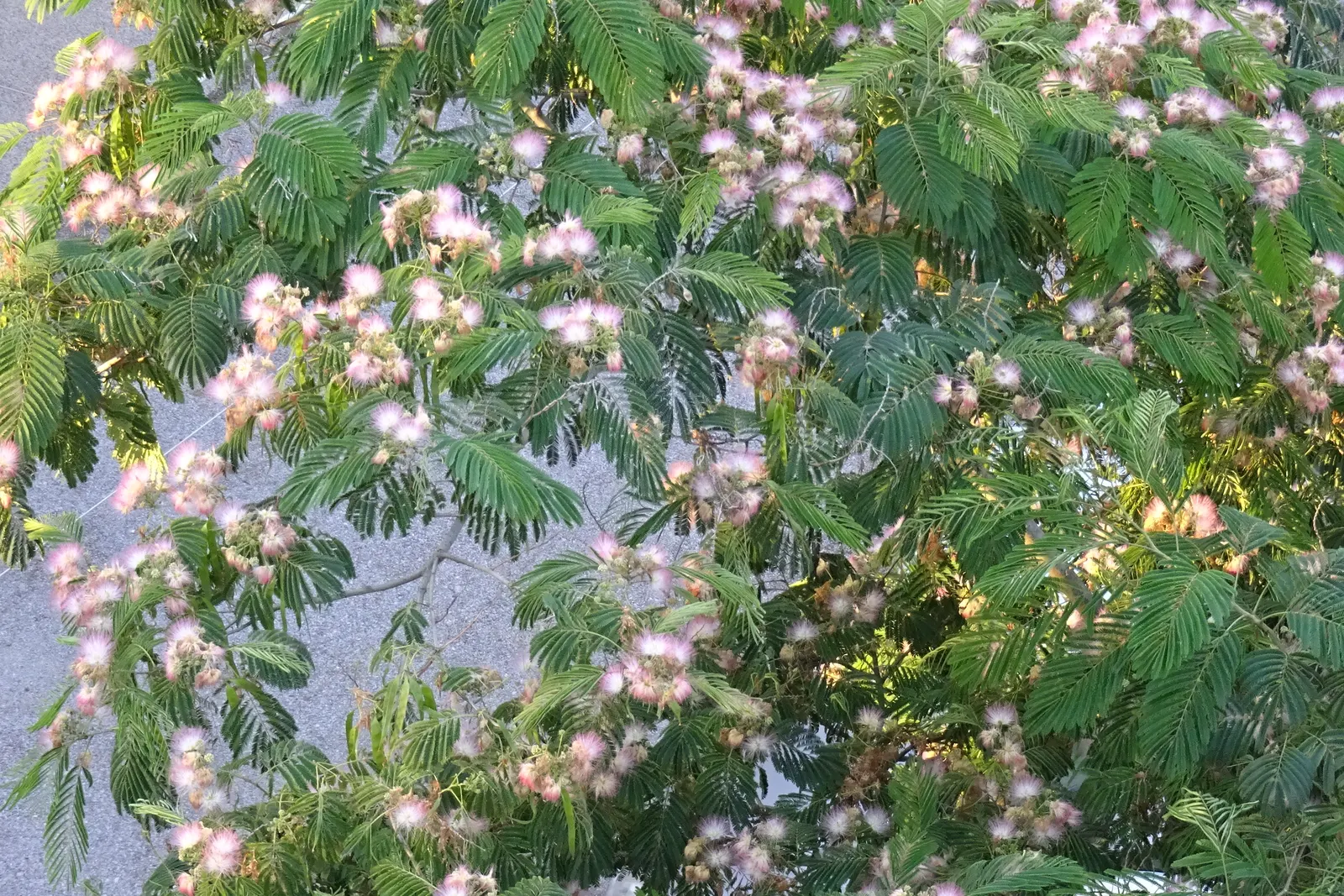 Silk Tree (Albizia Julibrissin) — It demands well-drained soil conditions but can adapt modestly to various soil types; tree with pink blooms, image 170