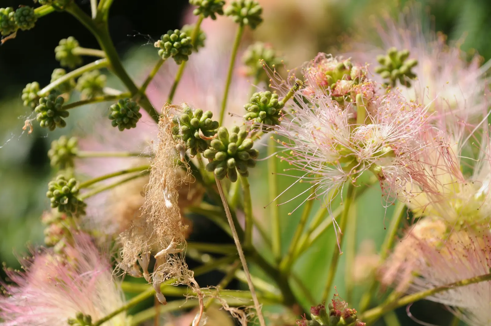 Silk Tree (Albizia Julibrissin) — gracefully close during the nighttime or when it rains; each pinnate flower cluster spans roughly 5 to 6 inches, image 78