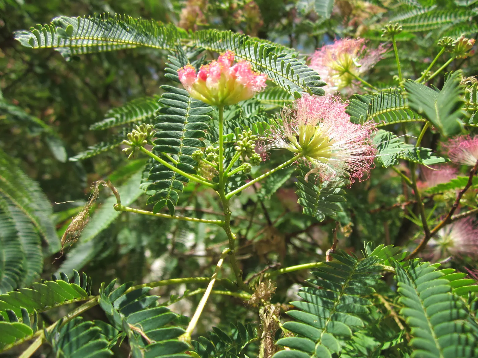 Silk Tree (Albizia Julibrissin) — measuring 10 to 20 inches long; which can spread as wide as 20 to 35 feet when mature, image 55