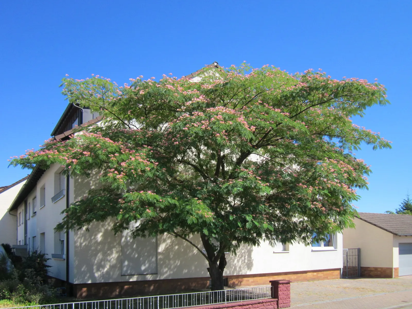 Silk Tree (Albizia Julibrissin) — The Silk Tree is relatively drought-tolerant once established and has a rapid growth rate; feathery foliage and, image 171