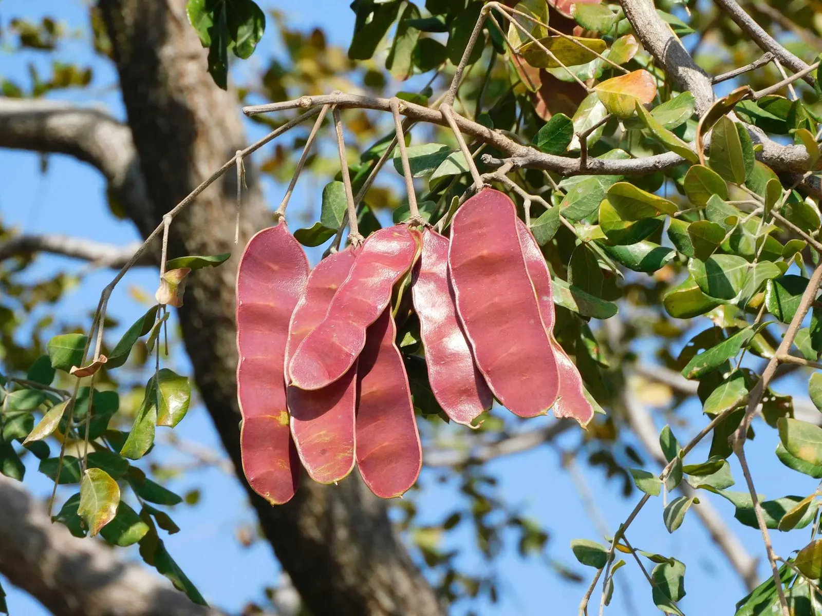 Silk Tree (Albizia Julibrissin) — This deciduous tree grows swiftly to a height of 20-35 feet with a spread of 15-25 feet; measuring 10 to 20, image 134