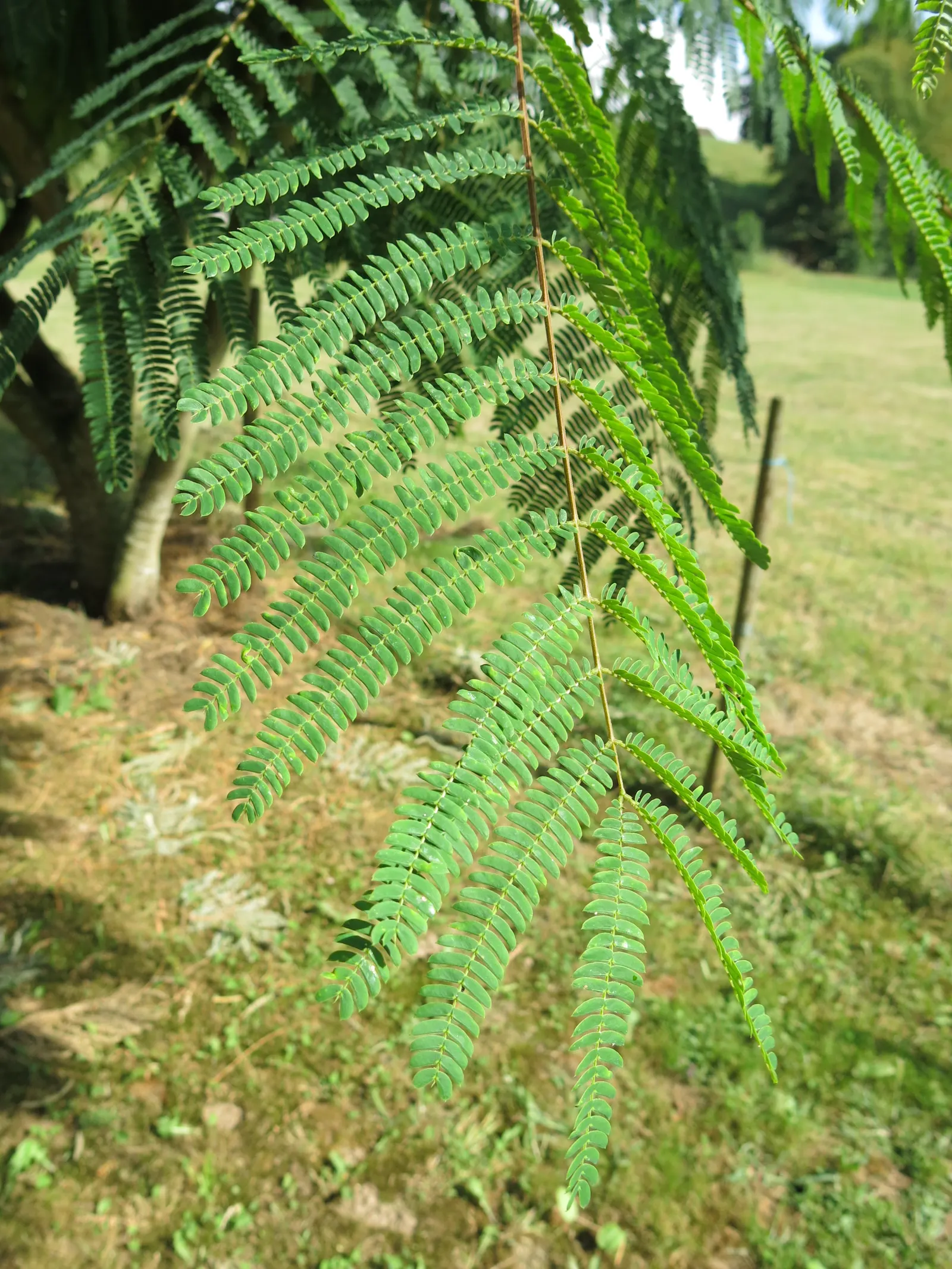 Silk Tree (Albizia Julibrissin) — Throughout the summer months, visitors will be enchanted by its fluffy, sweet-scented inflorescences; this, image 146