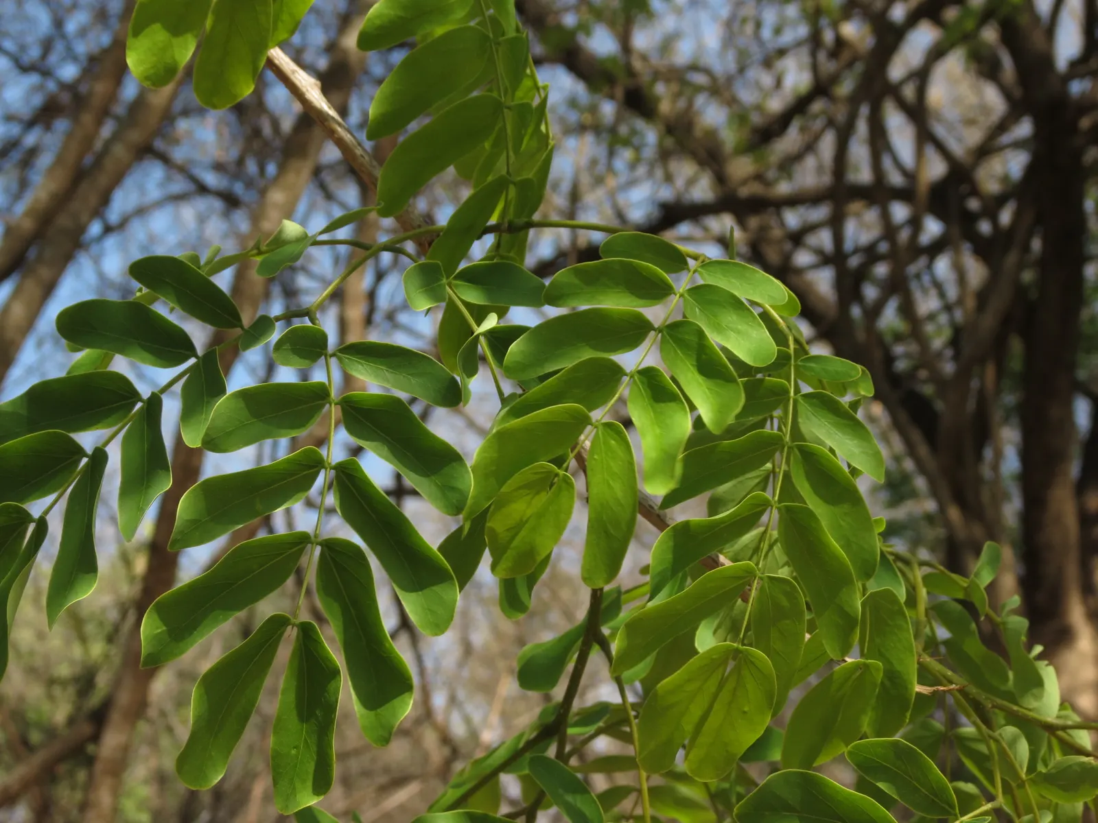 Silk Tree (Albizia Julibrissin) — which can spread as wide as 20 to 35 feet when mature; the tree typically reaches a moderate height of 15 to 25, image 140