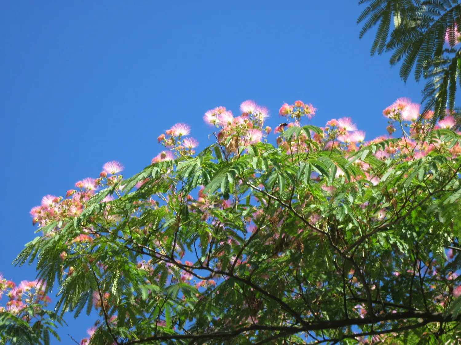 Silk Tree (Albizia Julibrissin) — gracefully close during the nighttime or when it rains; each pinnate flower cluster spans roughly 5 to 6 inches, image 56