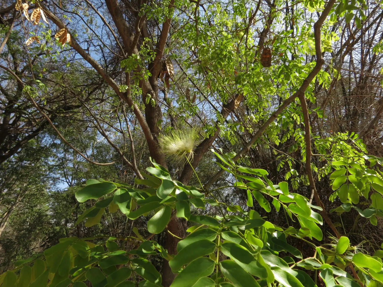Silk Tree (Albizia Julibrissin) — each composed of hundreds of tiny leaflets; feathery leaves and showy pink, image 142