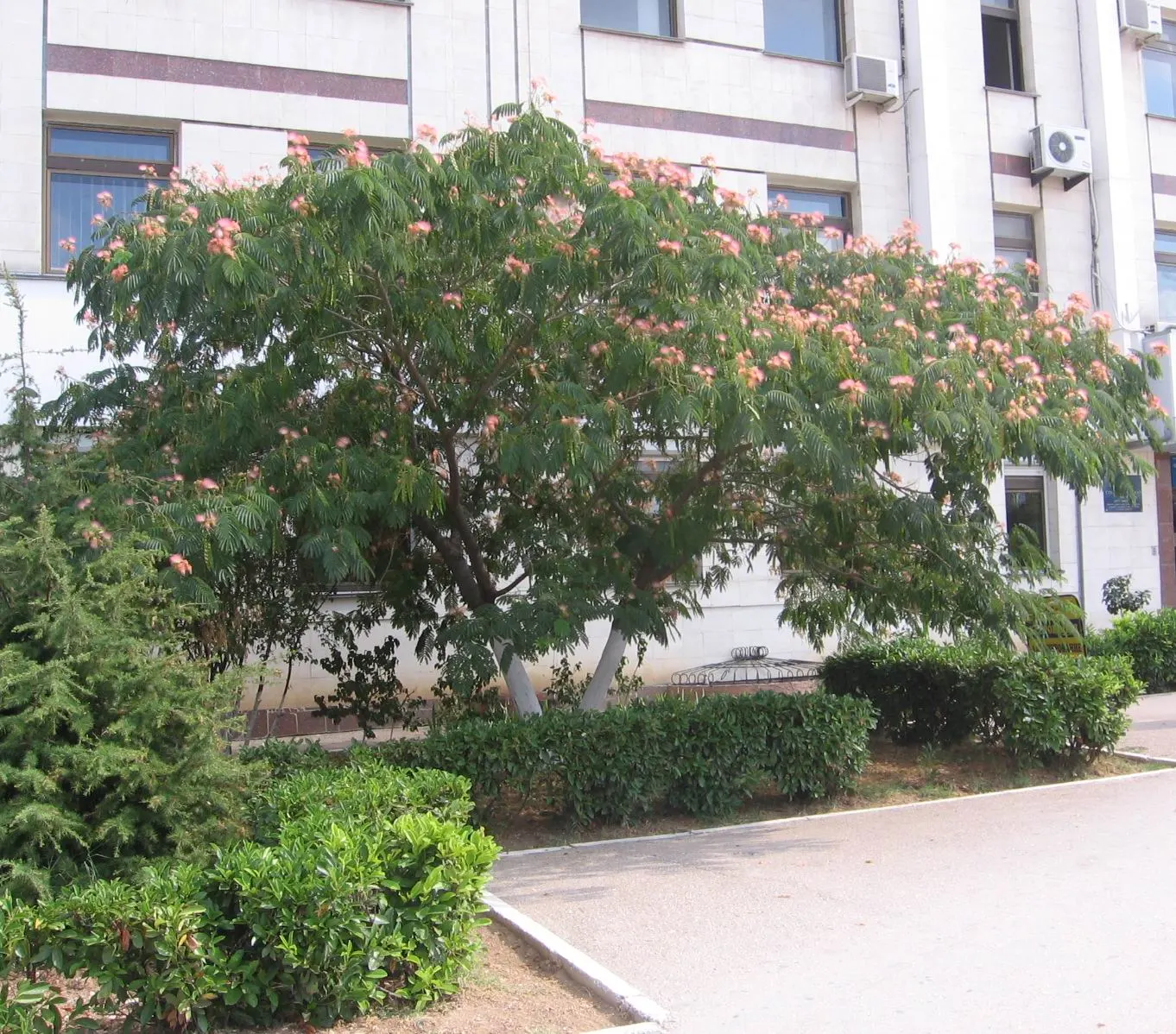 Silk Tree (Albizia Julibrissin) — an adaptation referred to as nyctinasty; tree for full or half, image 79