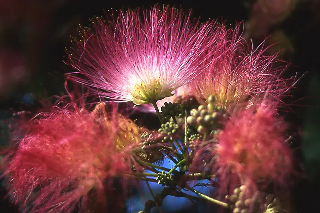 Silk Tree (Albizia Julibrissin) — this deciduous tree often graces landscapes with its broad