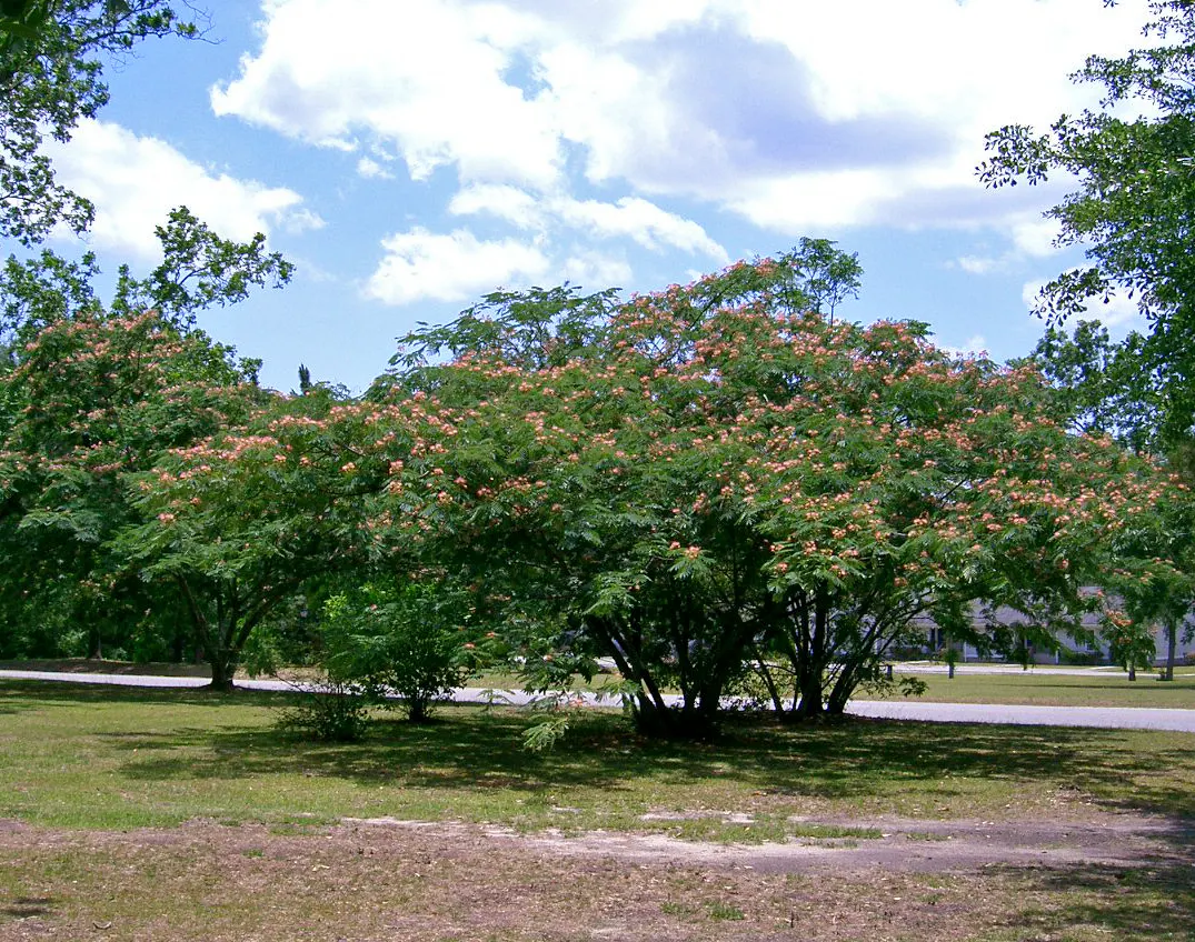 Silk Tree (Albizia Julibrissin) — The Silk Tree is relatively drought-tolerant once established and has a rapid growth rate; feathery foliage and, image 149