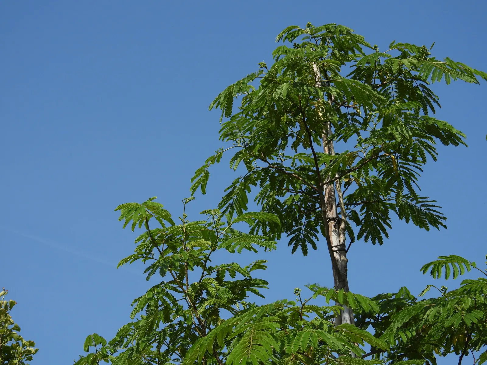 Silk Tree (Albizia Julibrissin) — The tree typically reaches a moderate height of 15 to 25 feet; it demands well-drained soil conditions but can, image 75