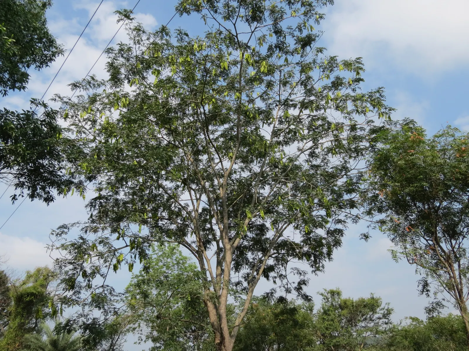 Silk Tree (Albizia Julibrissin) — zones 6-9, it thrives in full sun and well-drained soil; making it an attractive and low-maintenance option for, image 135