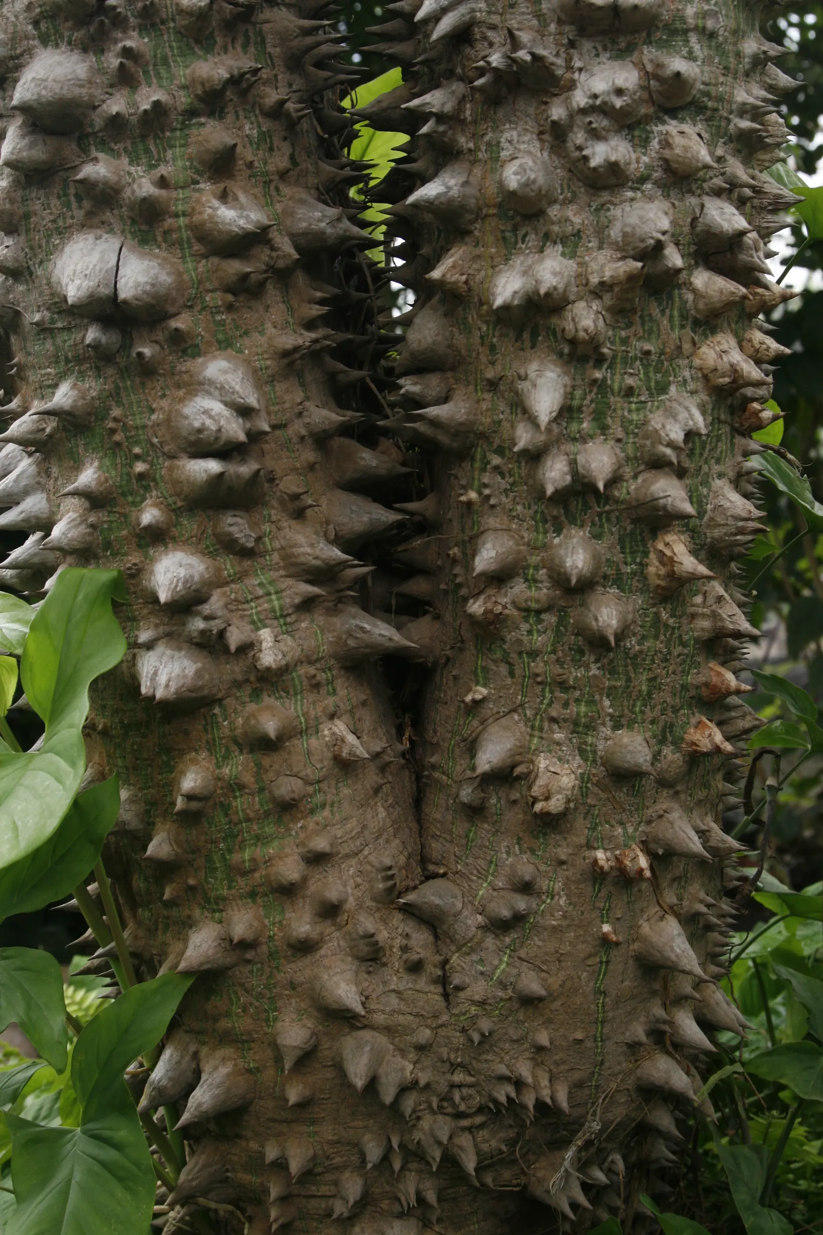 Silk Tree (Albizia Julibrissin) — Its quick growth and unique texture add a tropical flair to temperate landscapes; zones 6-9, it thrives in full, image 70