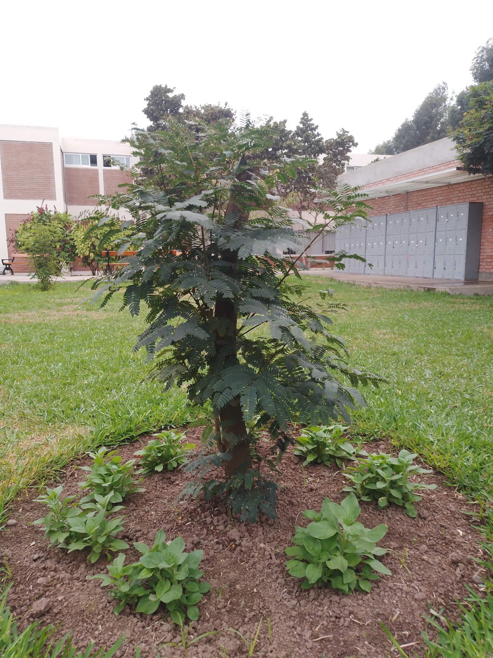 Silk Tree (Albizia Julibrissin) — feathery foliage and strikingly fluffy pink blossoms; the Silk Tree is relatively drought-tolerant once, image 72