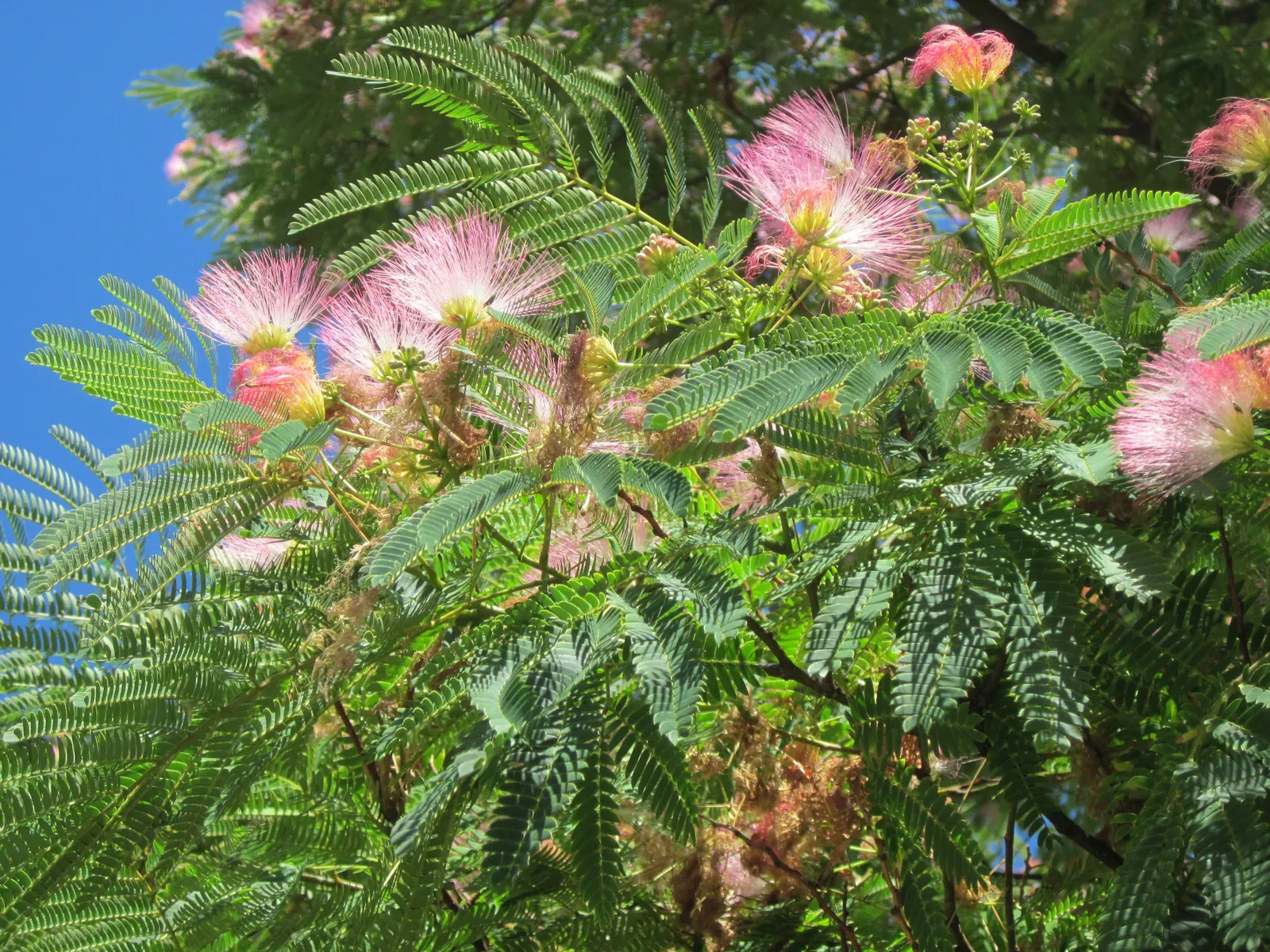 Silk Tree (Albizia Julibrissin) — pink flowers in the garden; is a captivating ornamental species known for its lush, image 64