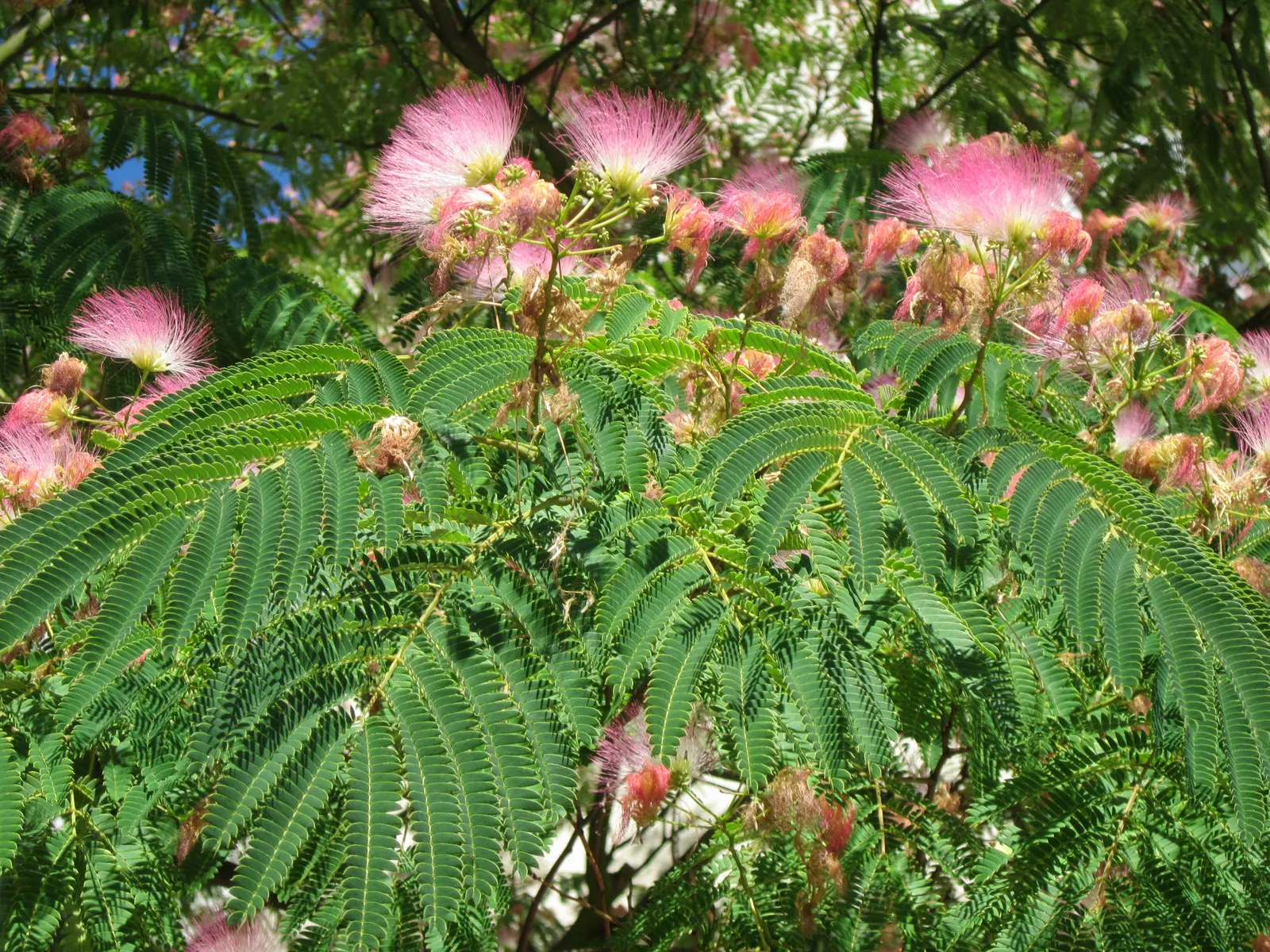 Silk Tree (Albizia Julibrissin) — an adaptation referred to as nyctinasty; tree for full or half, image 57
