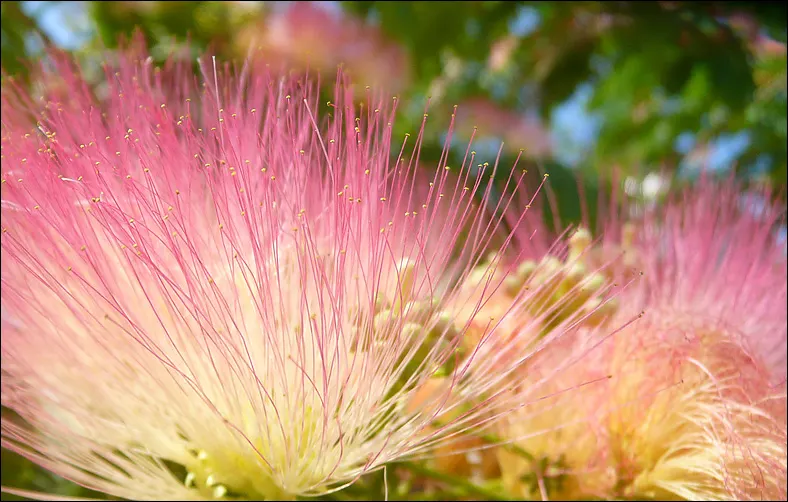 Silk Tree (Albizia Julibrissin) — This deciduous tree grows swiftly to a height of 20-35 feet with a spread of 15-25 feet; measuring 10 to 20, image 68