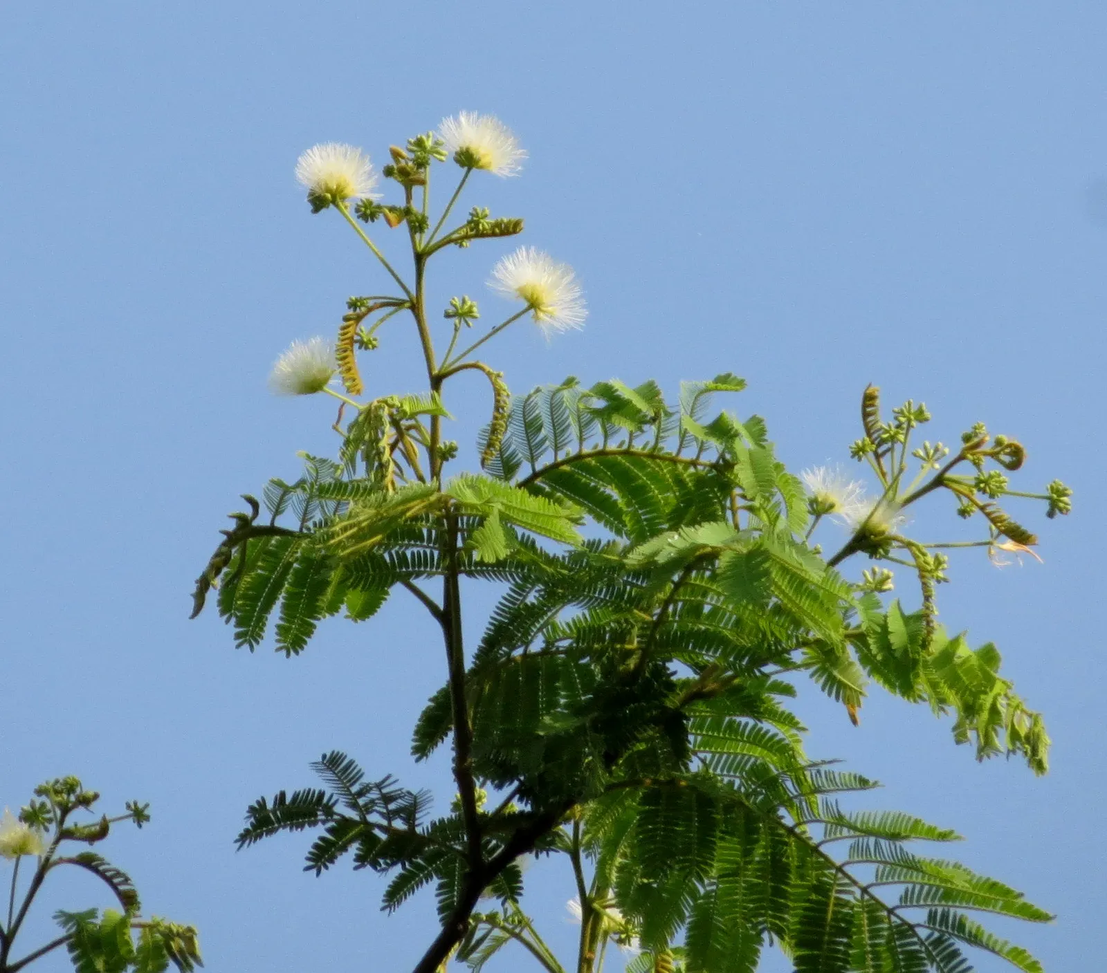 Silk Tree (Albizia Julibrissin) — gracefully close during the nighttime or when it rains; each pinnate flower cluster spans roughly 5 to 6 inches, image 144