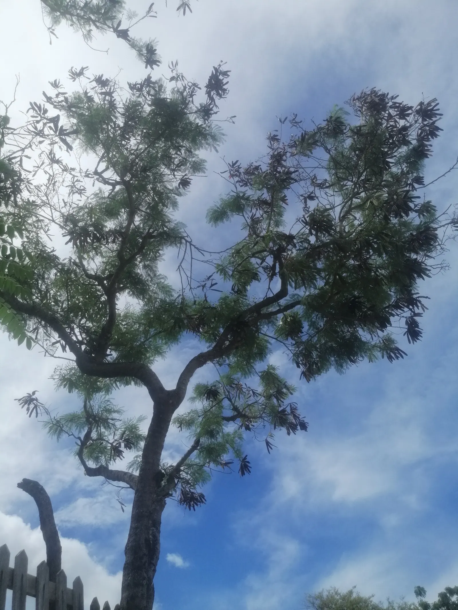 Silk Tree (Albizia Julibrissin) — Each pinnate flower cluster spans roughly 5 to 6 inches across; throughout the summer months, visitors will be, image 147