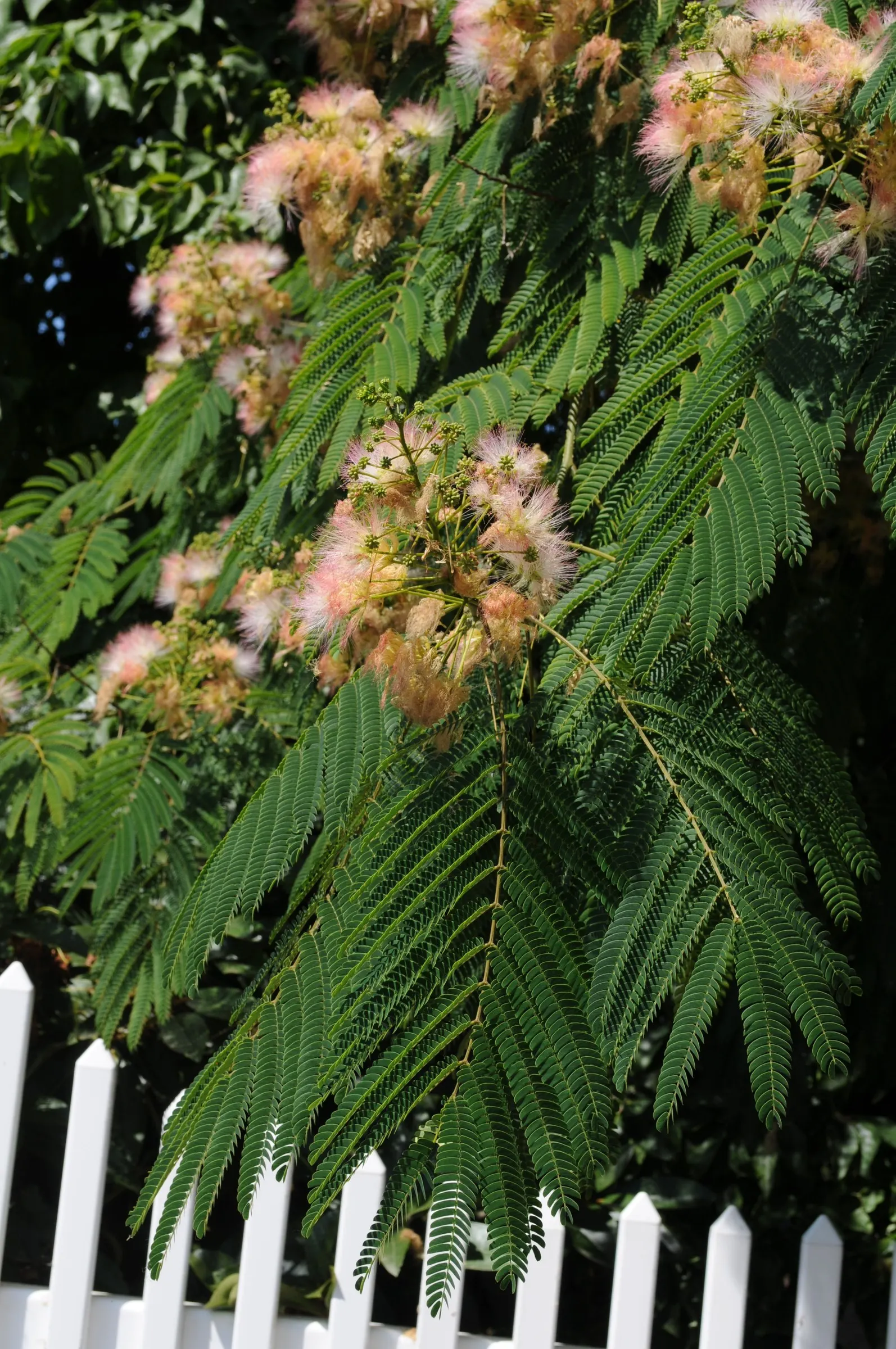 Silk Tree (Albizia Julibrissin) — each composed of hundreds of tiny leaflets; feathery leaves and showy pink, image 76