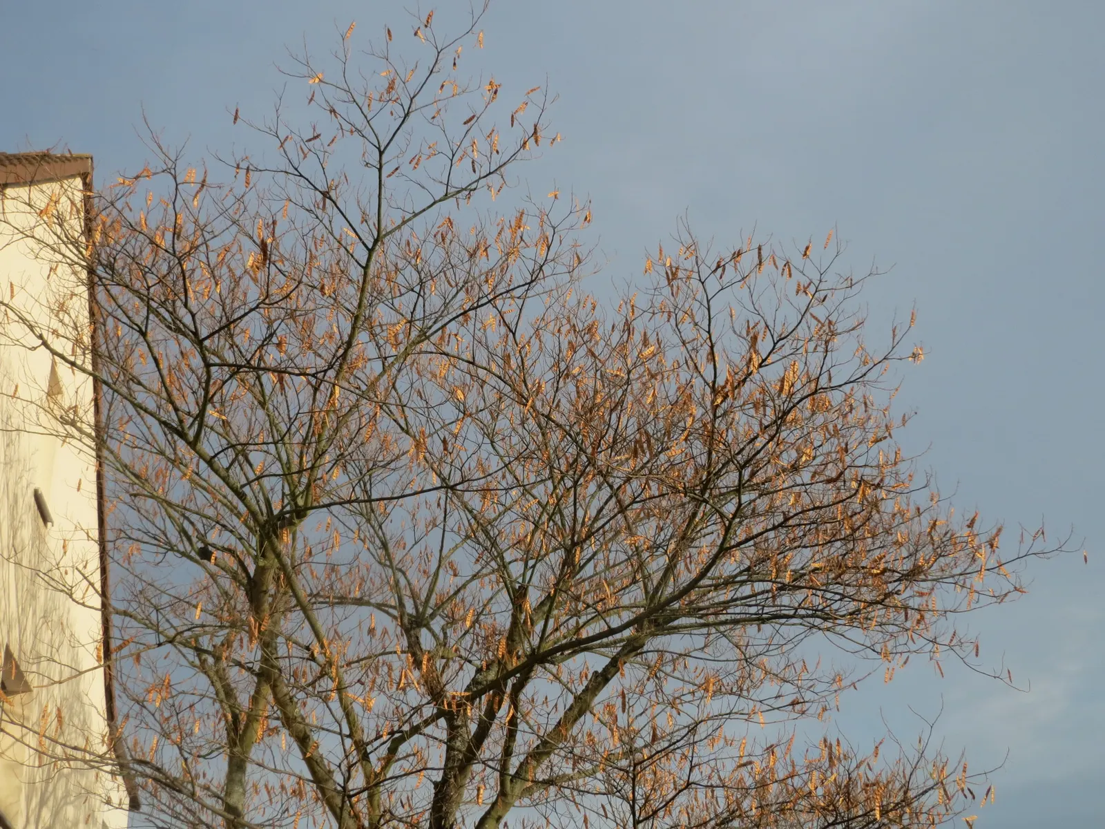 Silk Tree (Albizia Julibrissin) — zones 6-9, it thrives in full sun and well-drained soil; making it an attractive and low-maintenance option for, image 69