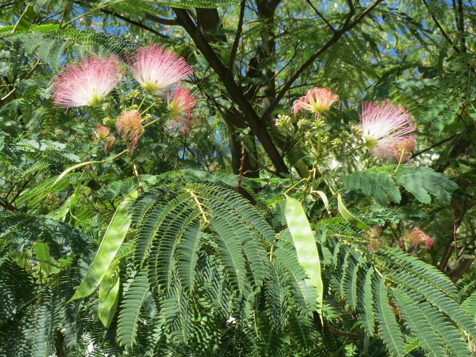 Silk Tree (Albizia Julibrissin) — Throughout the summer months, visitors will be enchanted by its fluffy, sweet-scented inflorescences; this, image 58