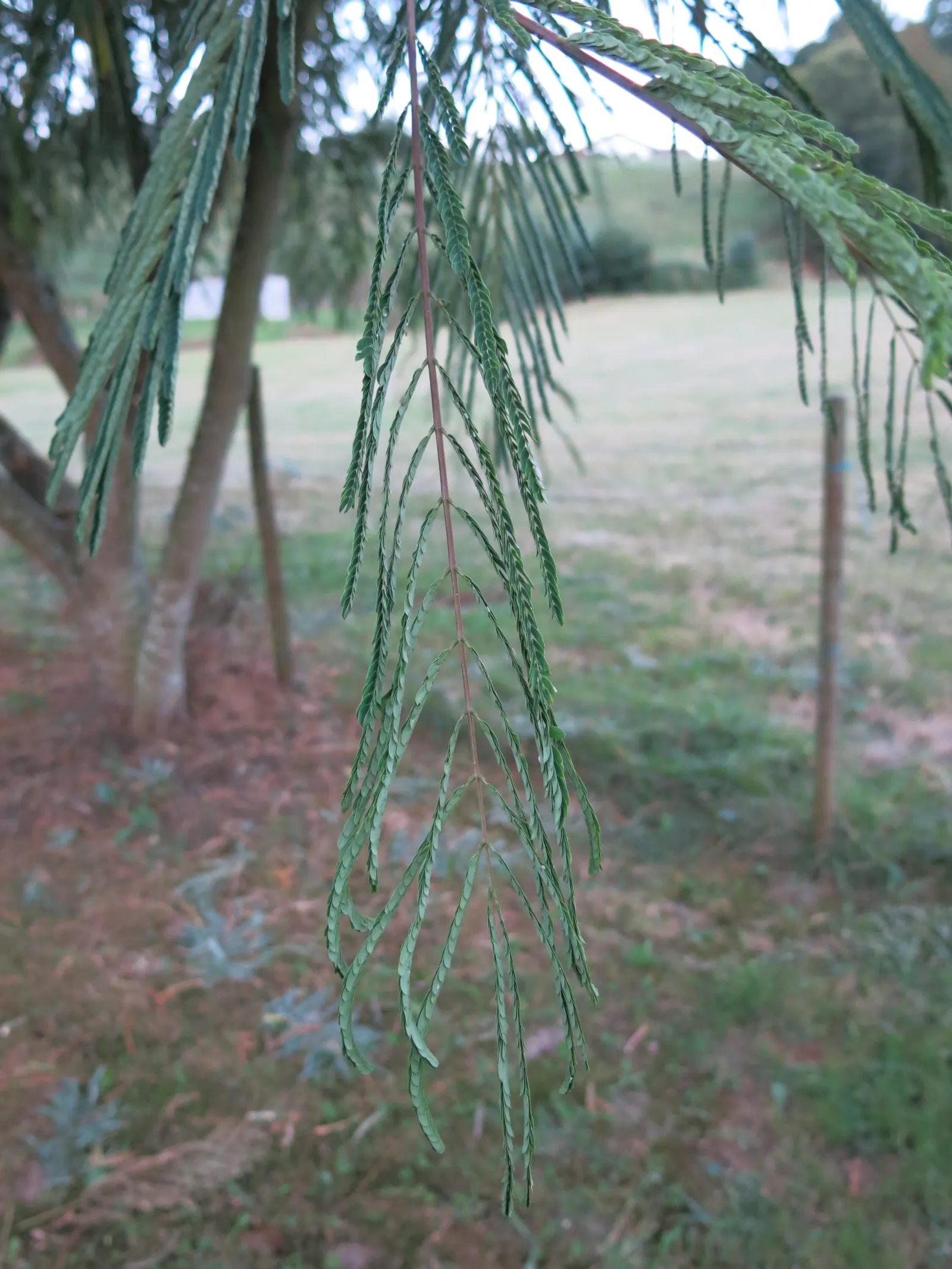 Silk Tree (Albizia Julibrissin) — measuring 10 to 20 inches long; which can spread as wide as 20 to 35 feet when mature, image 143
