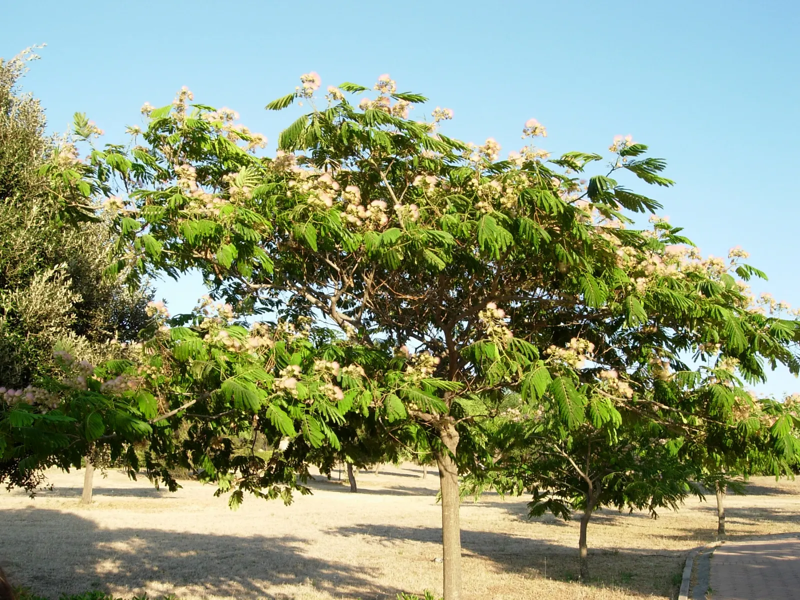 Silk Tree (Albizia Julibrissin) — This deciduous tree grows swiftly to a height of 20-35 feet with a spread of 15-25 feet; measuring 10 to 20, image 178