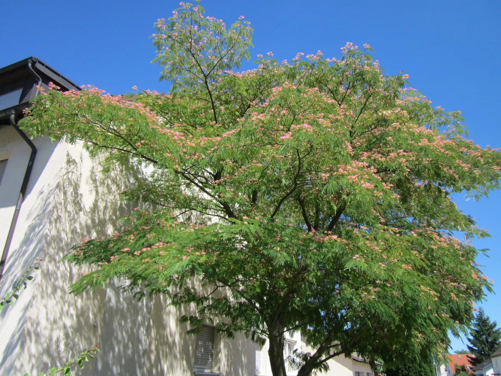 Silk Tree (Albizia Julibrissin) — tree with pink blooms; gracefully close during the nighttime or when it rains, image 65