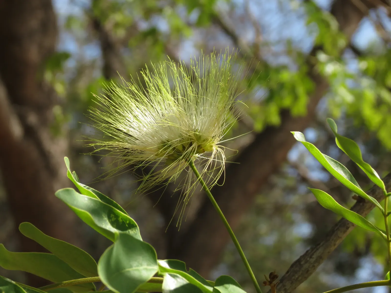 Silk Tree (Albizia Julibrissin) — is a captivating ornamental species known for its lush; each composed of hundreds of tiny leaflets, image 137