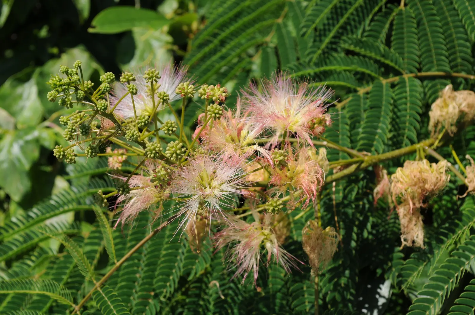 Silk Tree (Albizia Julibrissin) — measuring 10 to 20 inches long; which can spread as wide as 20 to 35 feet when mature, image 77