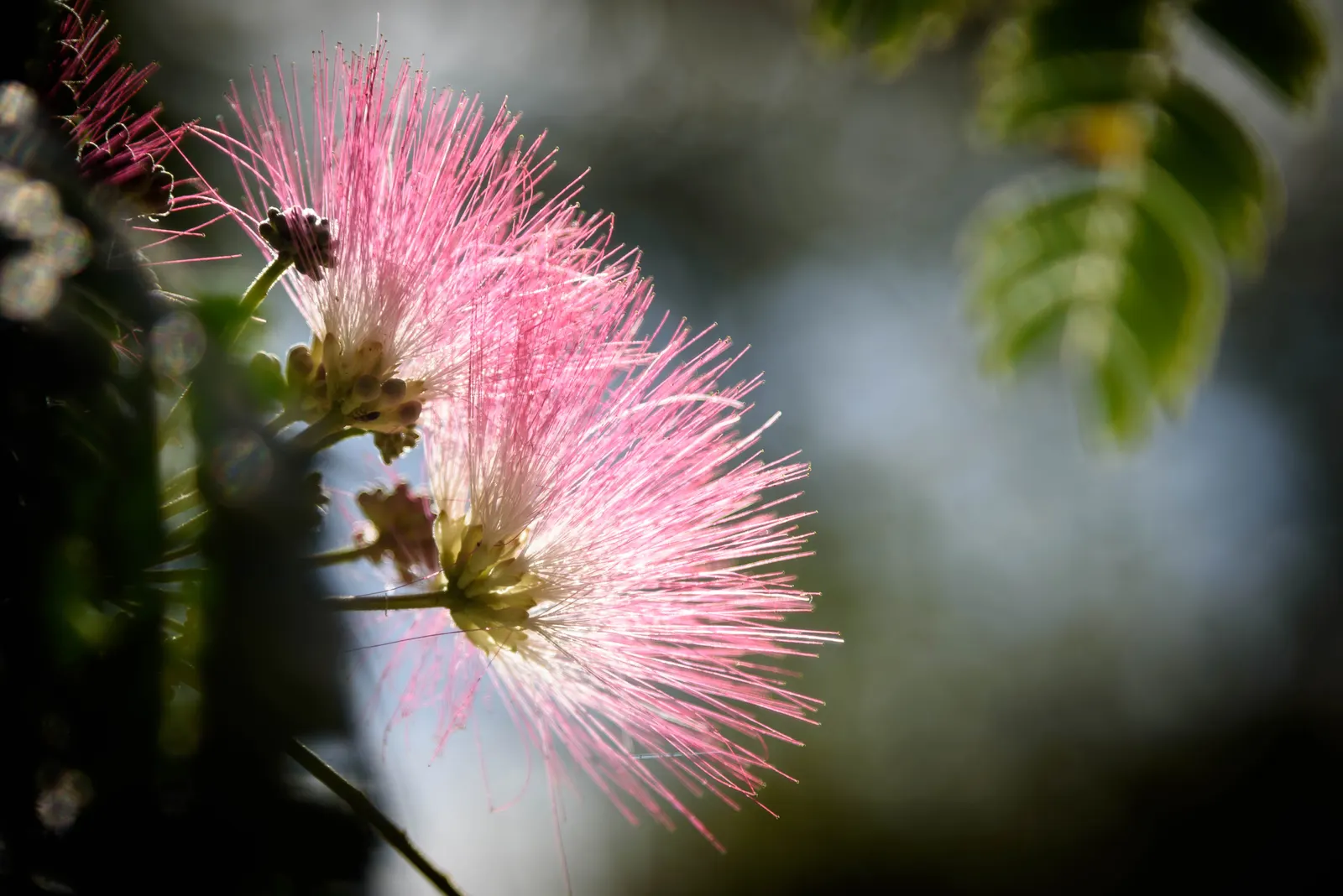 Silk Tree (Albizia Julibrissin) — this deciduous tree often graces landscapes with its broad; this deciduous tree grows swiftly to a height of, image 73