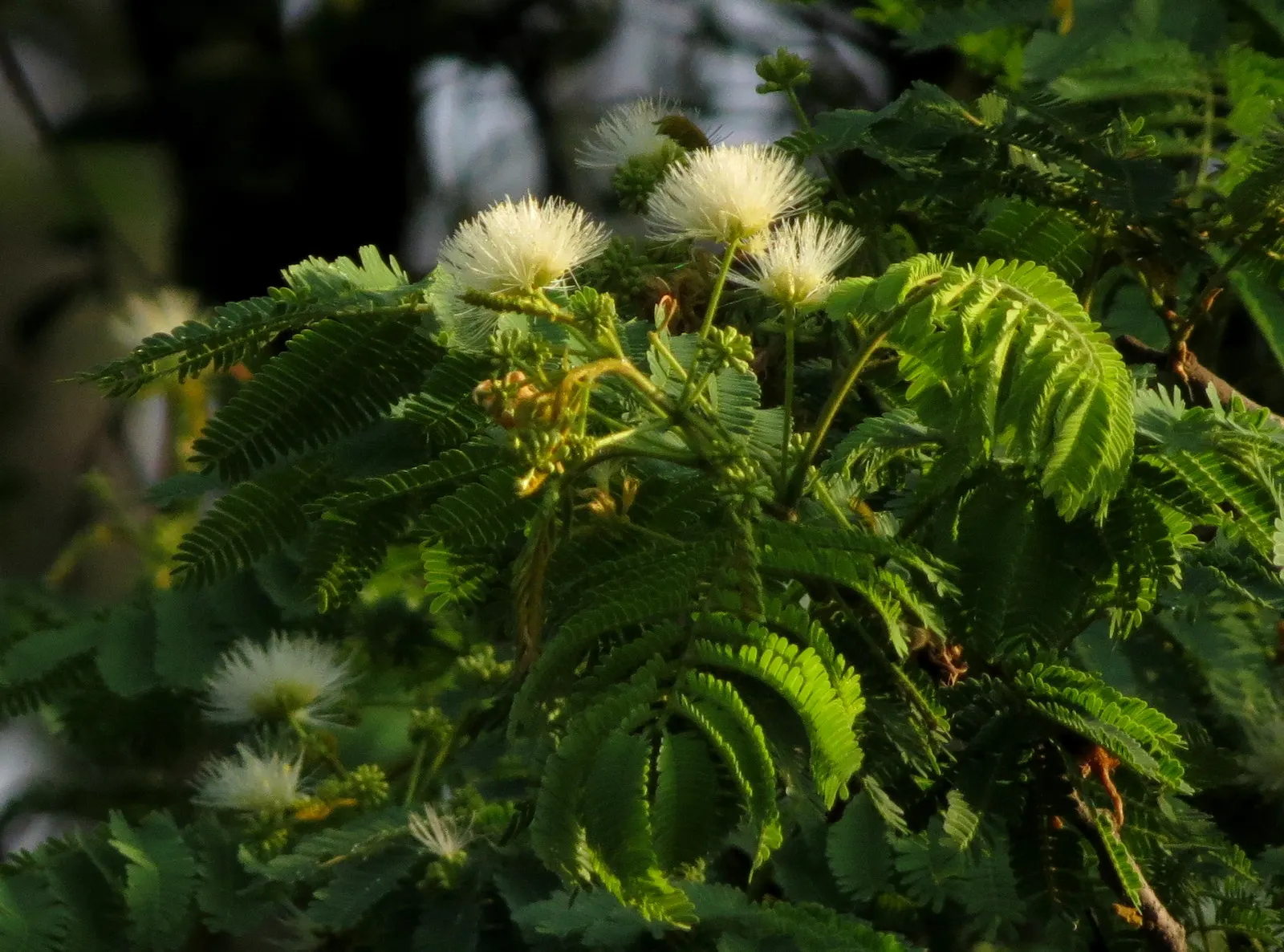 Silk Tree (Albizia Julibrissin) — gracefully close during the nighttime or when it rains; each pinnate flower cluster spans roughly 5 to 6 inches, image 166