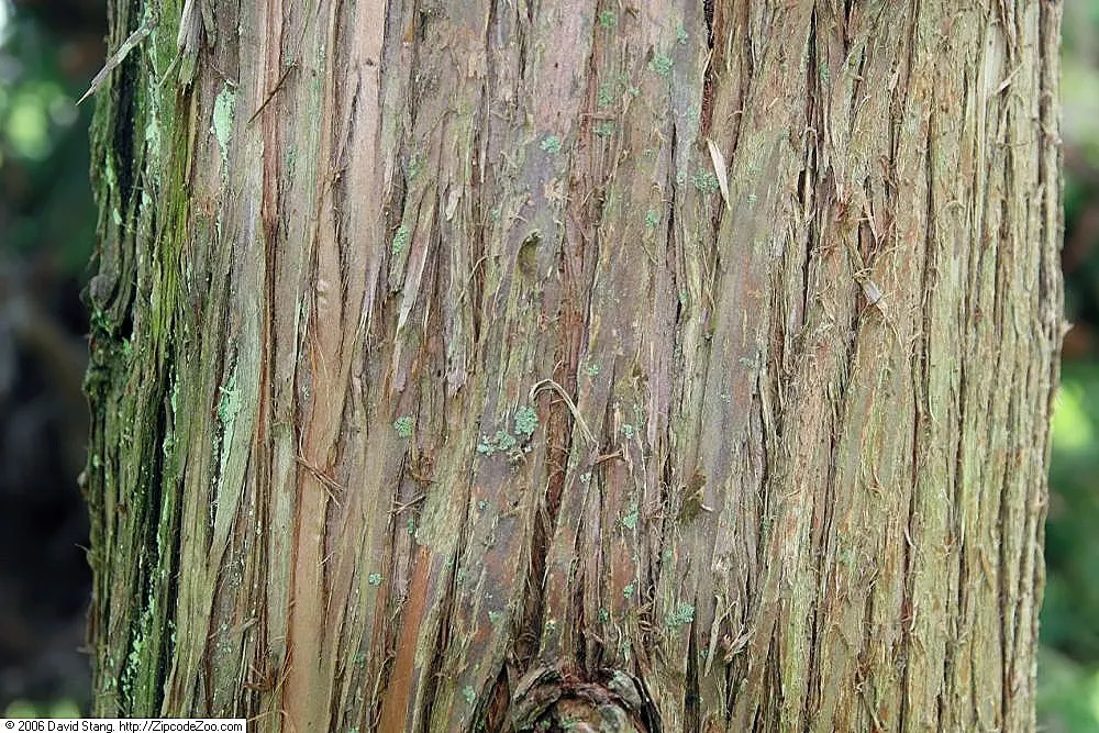 Japanese Cedar 'Cristata' (Cryptomeria Japonica 'Cristata') — wavy crest-like needle formations