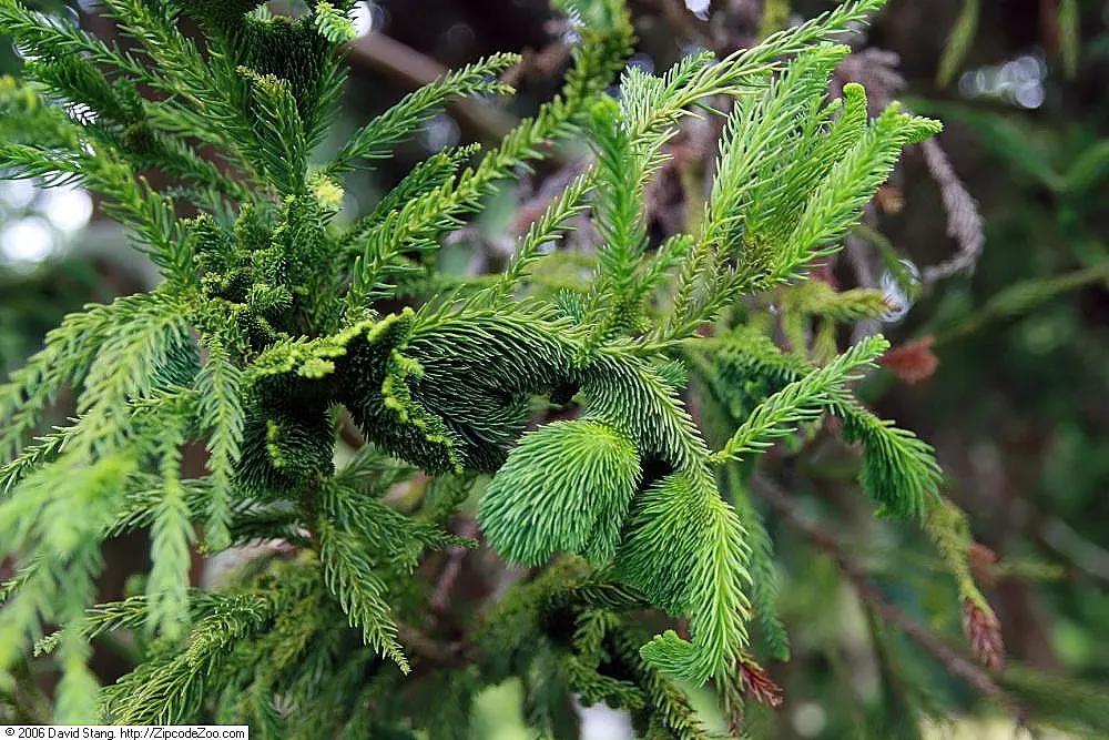 Japanese Cedar 'Cristata' (Cryptomeria Japonica 'Cristata') — commonly referred to as Cockscomb Cryptomeria