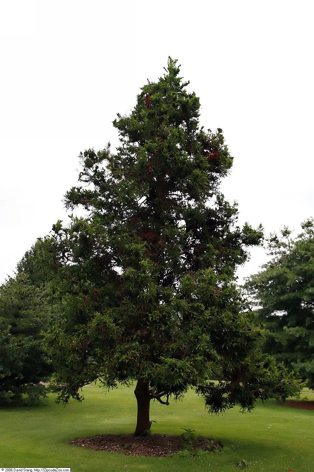 Japanese Cedar 'Cristata' (Cryptomeria Japonica 'Cristata') — requiring well-drained soil and full to partial sun exposure
