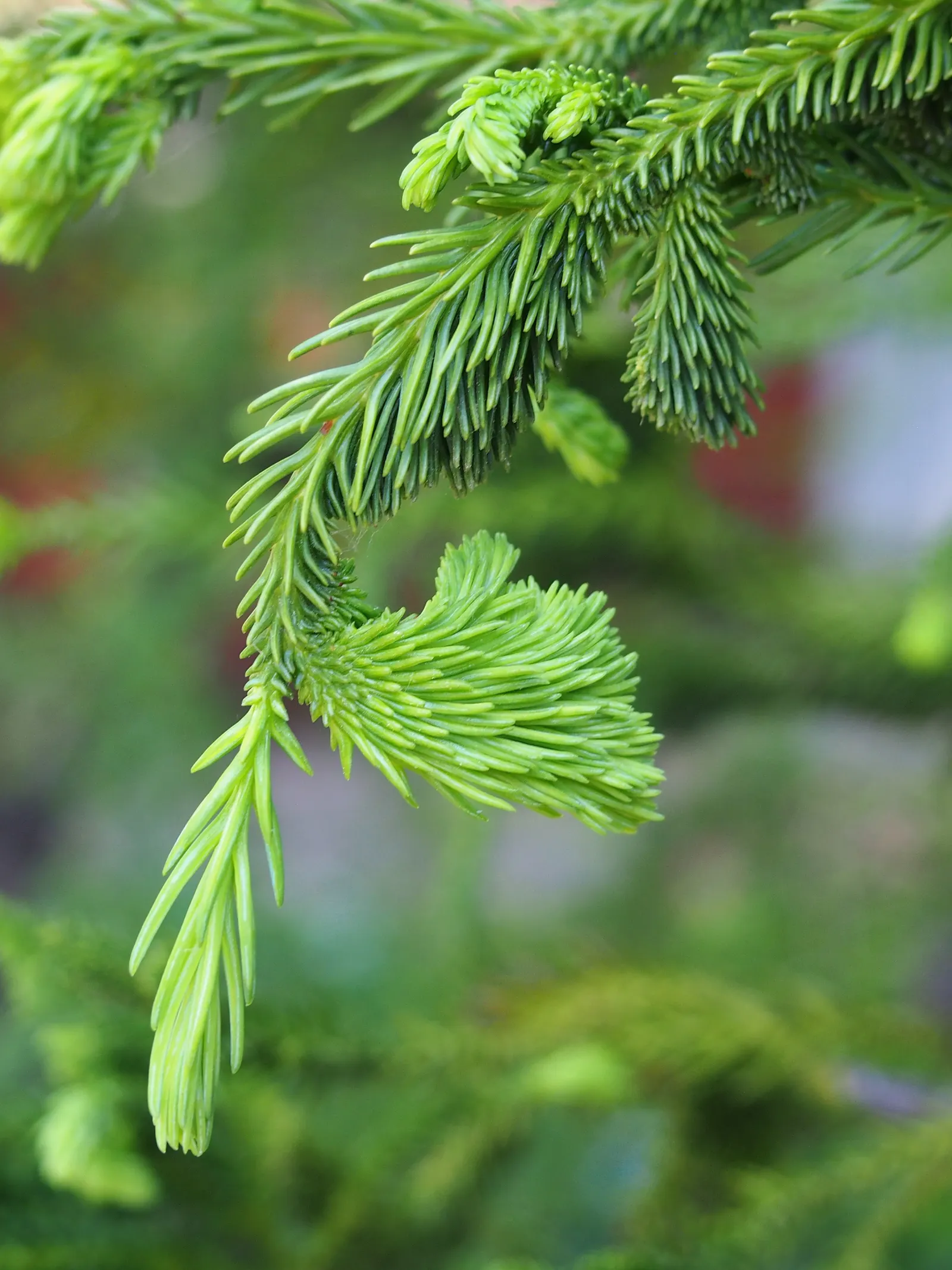 Japanese Cedar 'Cristata' (Cryptomeria Japonica 'Cristata') — consider using it as a focal point