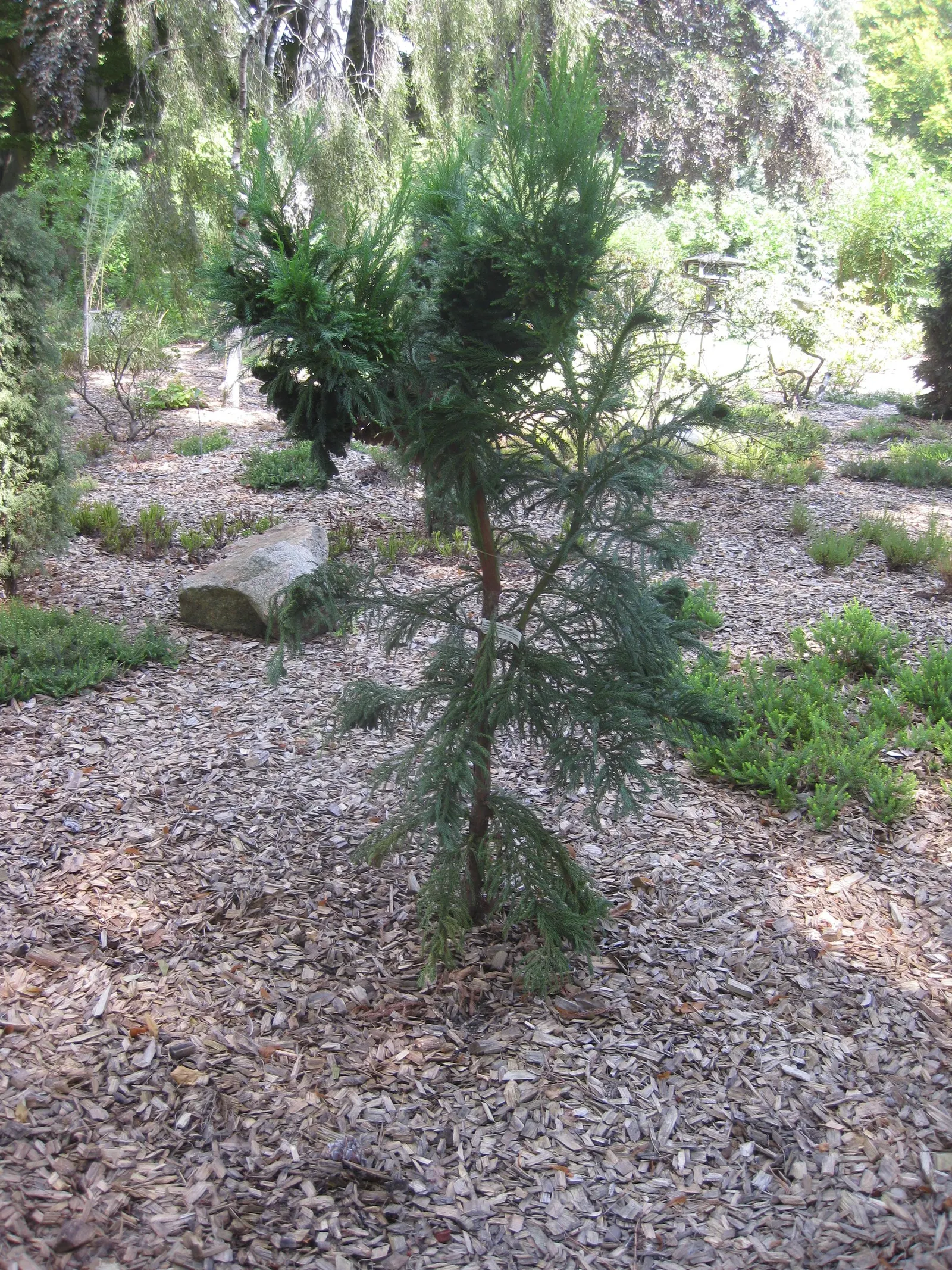 Japanese Cedar 'Cristata' (Cryptomeria Japonica 'Cristata') — It exhibits rich green foliage year-round, with a hint of bronze in winter