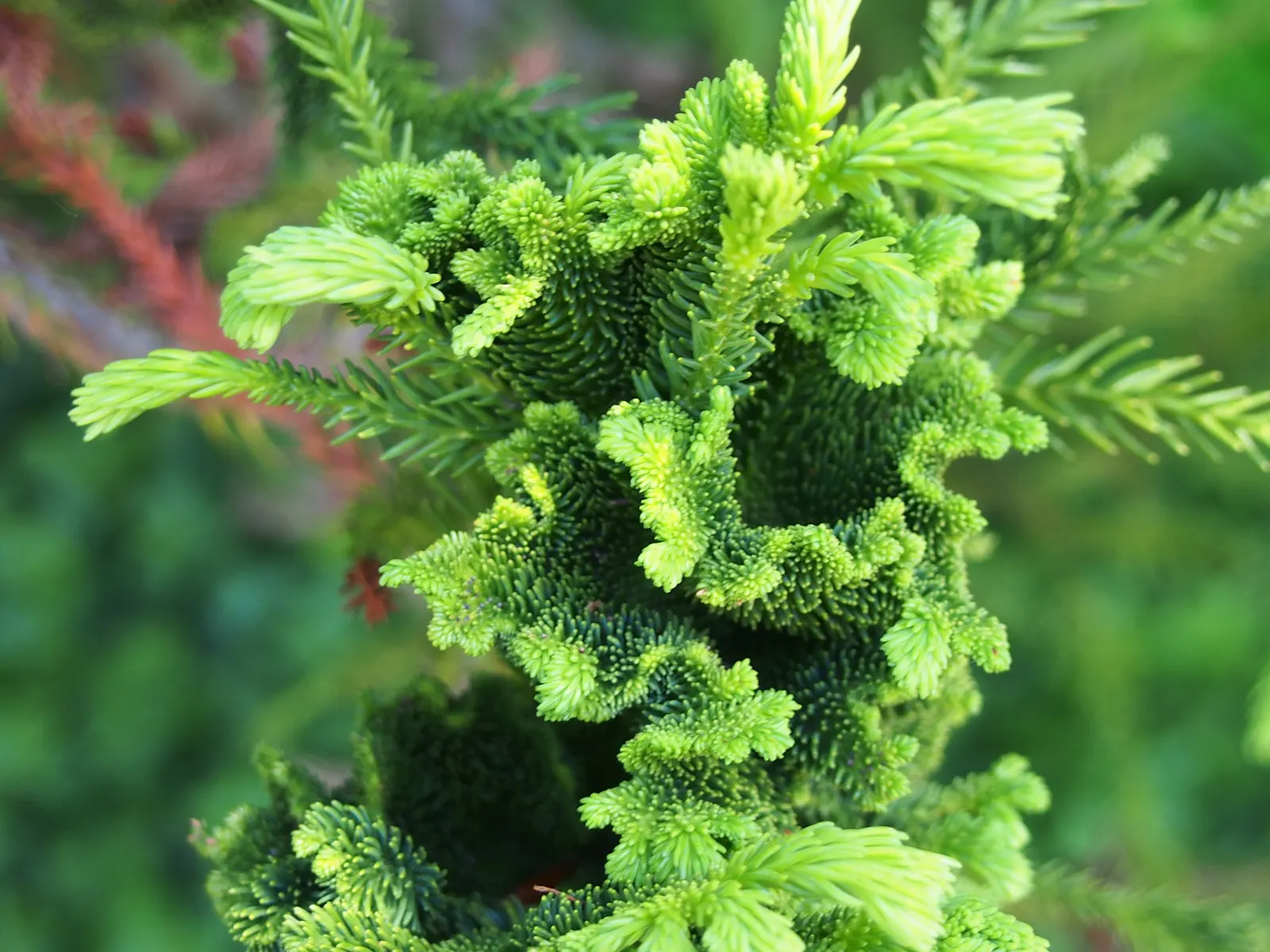Japanese Cedar 'Cristata' (Cryptomeria Japonica 'Cristata') — crested growths at the tips of its branches