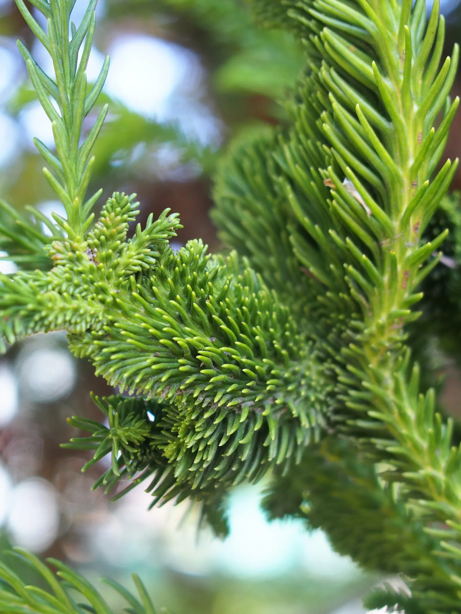 Japanese Cedar 'Cristata' (Cryptomeria Japonica 'Cristata') — Its needle-like leaves are rich green and may acquire bronze tones in colder climates during