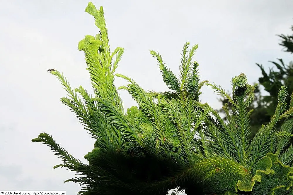 Japanese Cedar 'Cristata' (Cryptomeria Japonica 'Cristata') — adding further visual appeal.<br><br>A versatile specimen